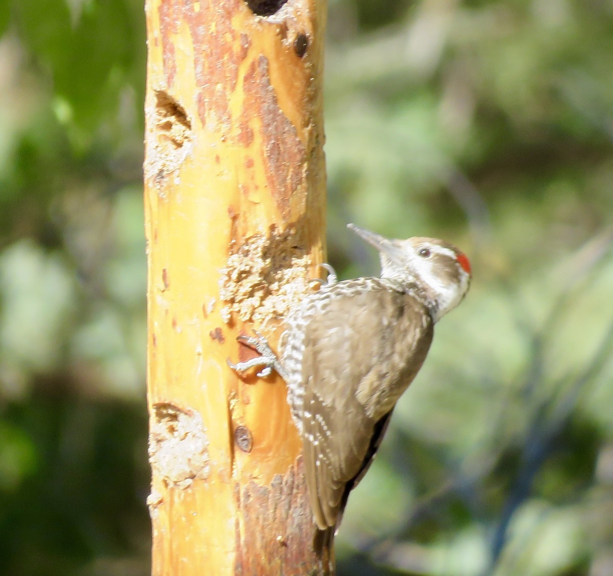 Arizona Woodpecker - Linda Parlee-Chowns