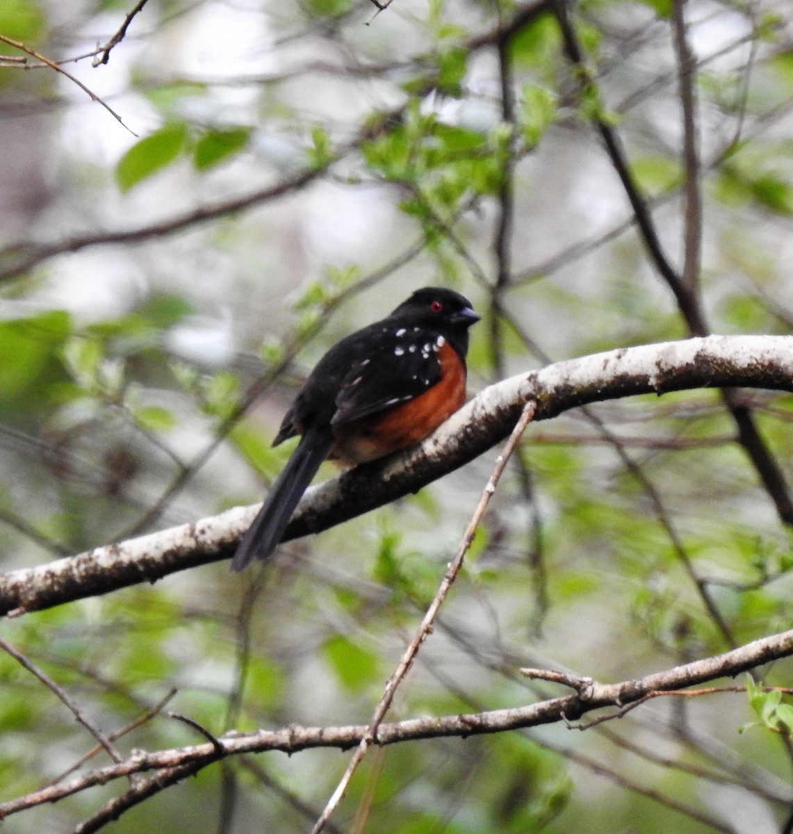 Spotted Towhee - ML153911251