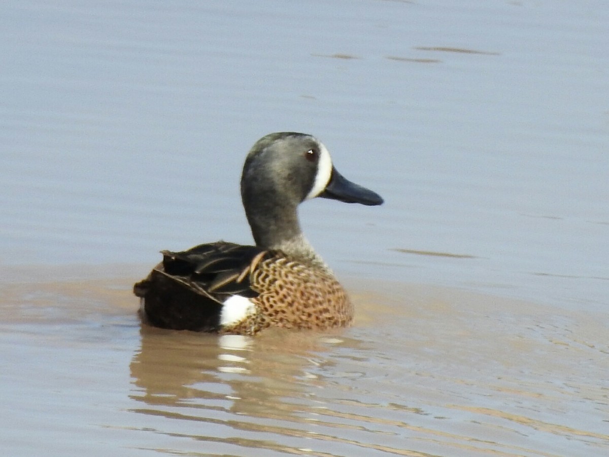 Blue-winged Teal - Kelly Wright