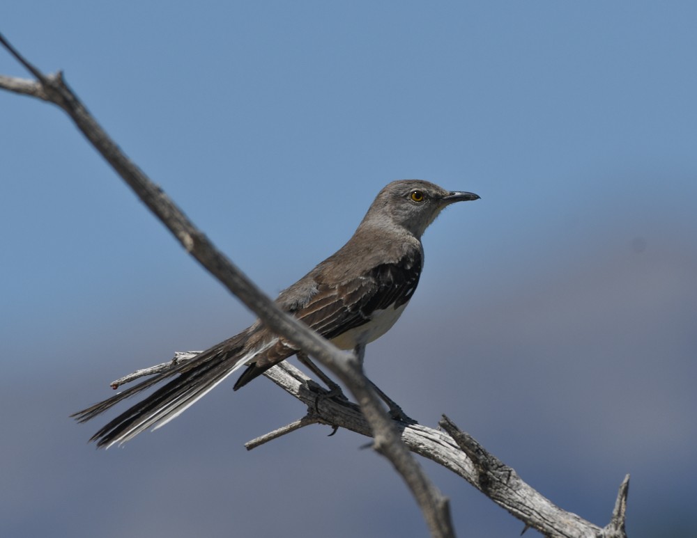 Northern Mockingbird - josh Ketry