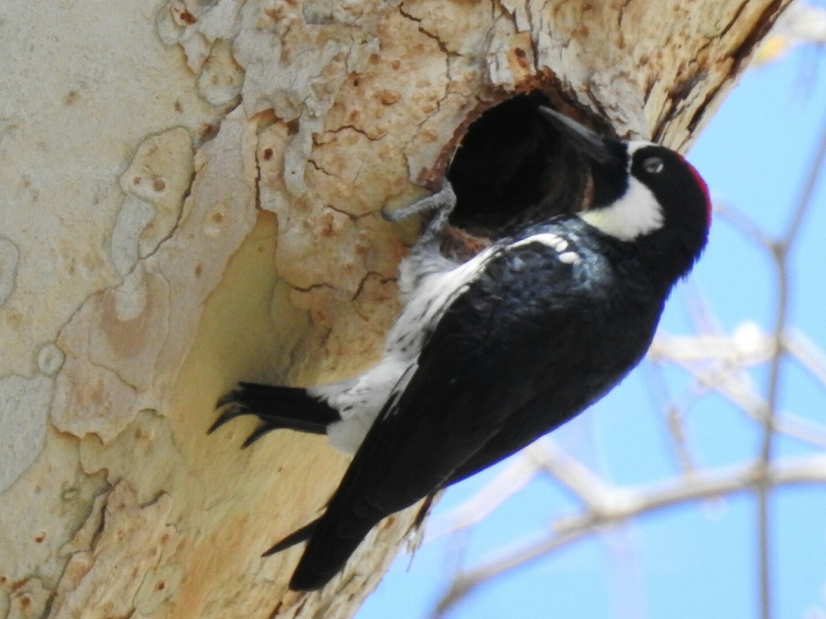 Acorn Woodpecker - ML153911431