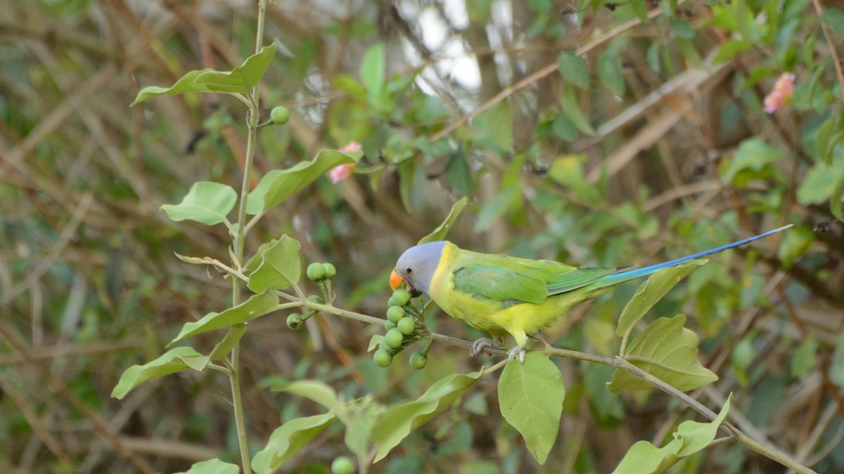 Plum-headed Parakeet - Sanjay Malik