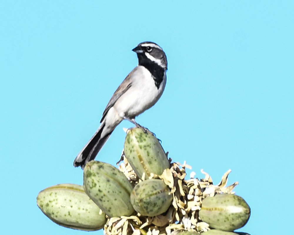 Black-throated Sparrow - josh Ketry