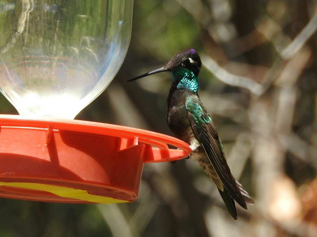 Rivoli's Hummingbird - ML153911571