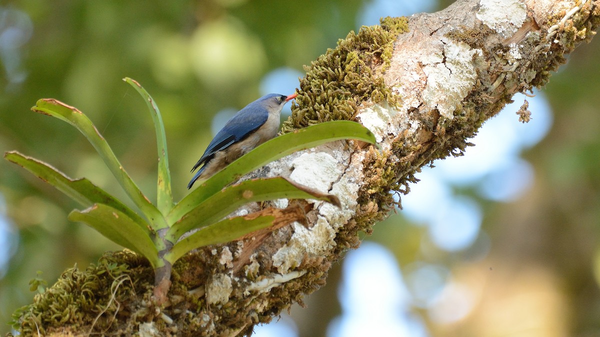 Velvet-fronted Nuthatch - ML153911611