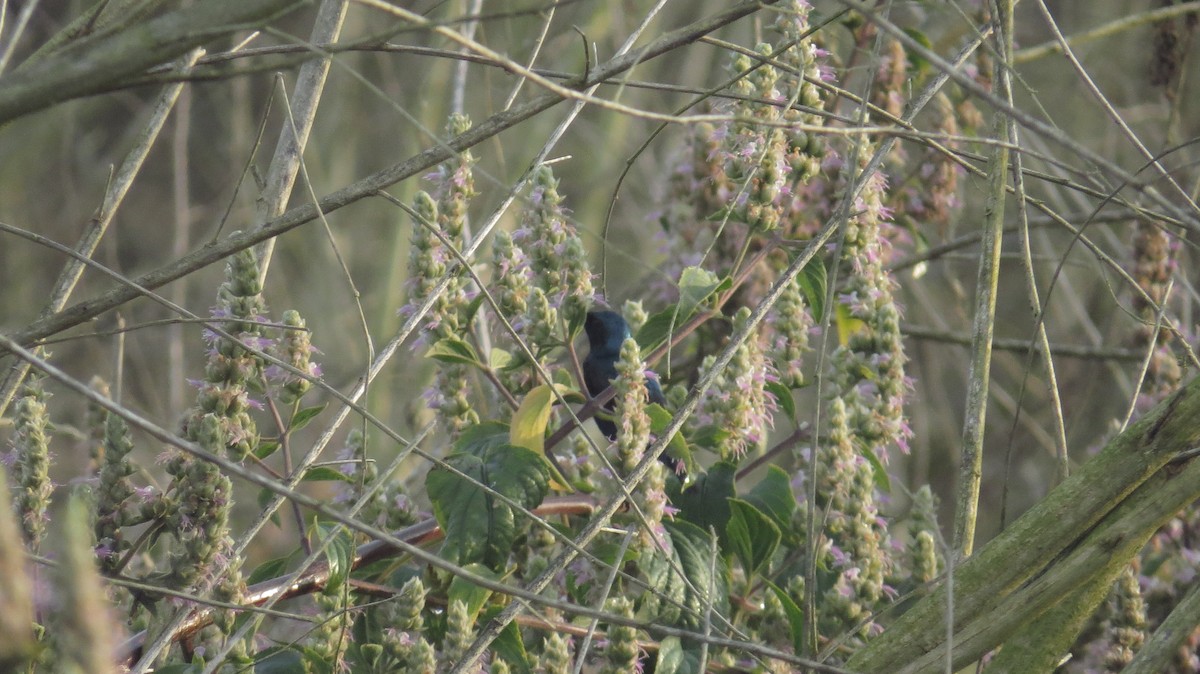 Purple Sunbird - Shuvendu Das