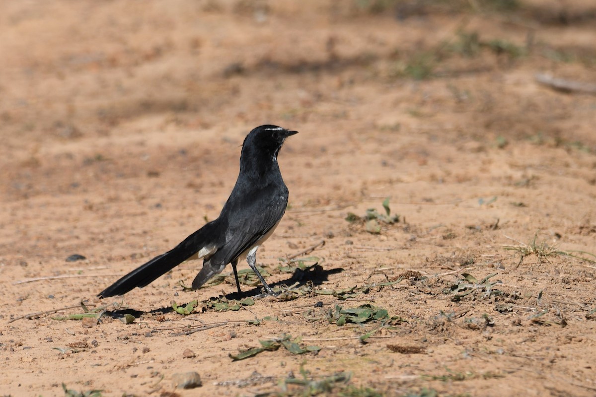 Willie-wagtail - ML153911941