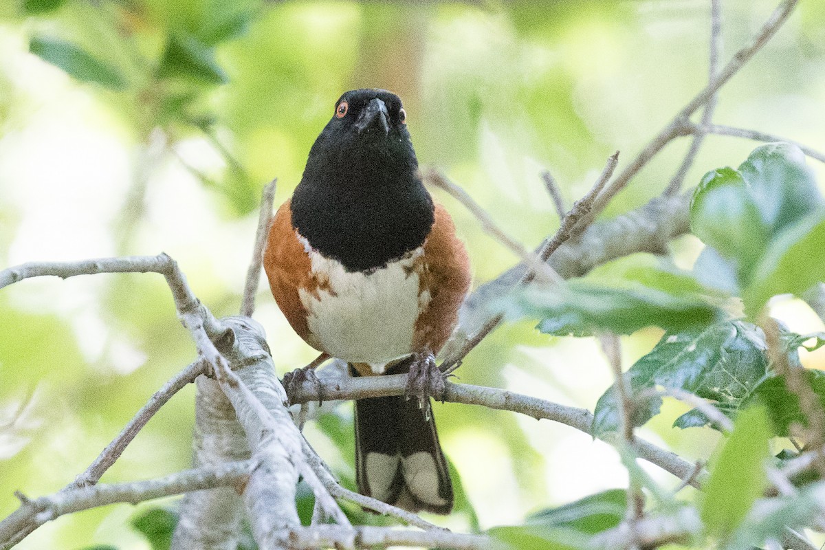 Spotted Towhee - ML153912051