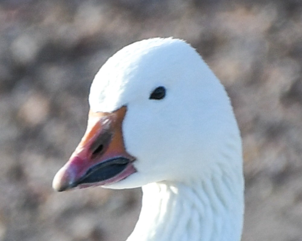 Snow Goose - ML153912201