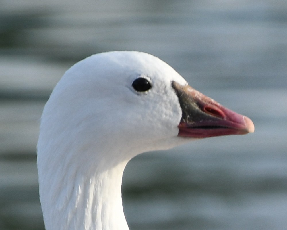 Snow x Ross's Goose (hybrid) - ML153912251