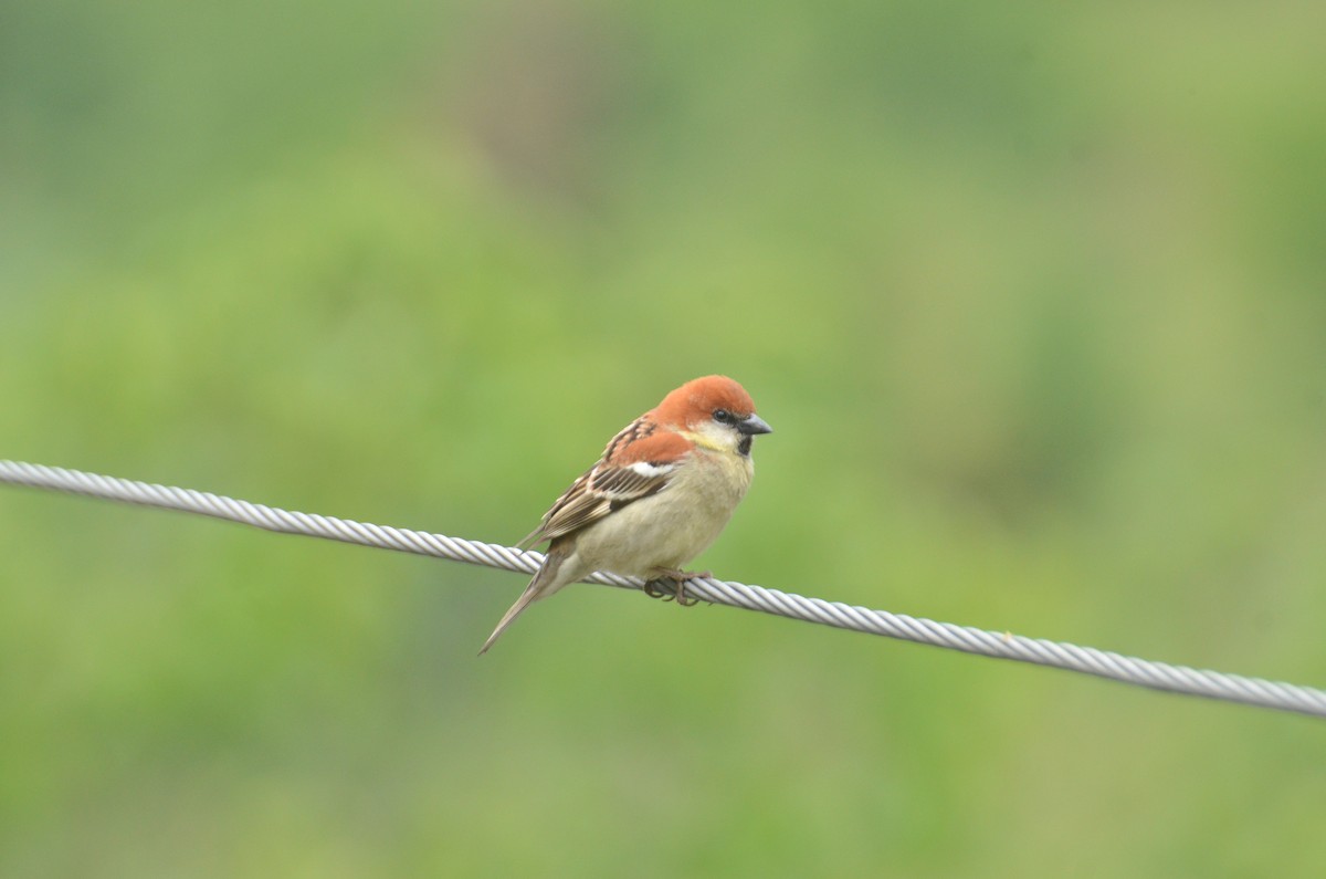 Russet Sparrow - Malyasri Bhattacharya
