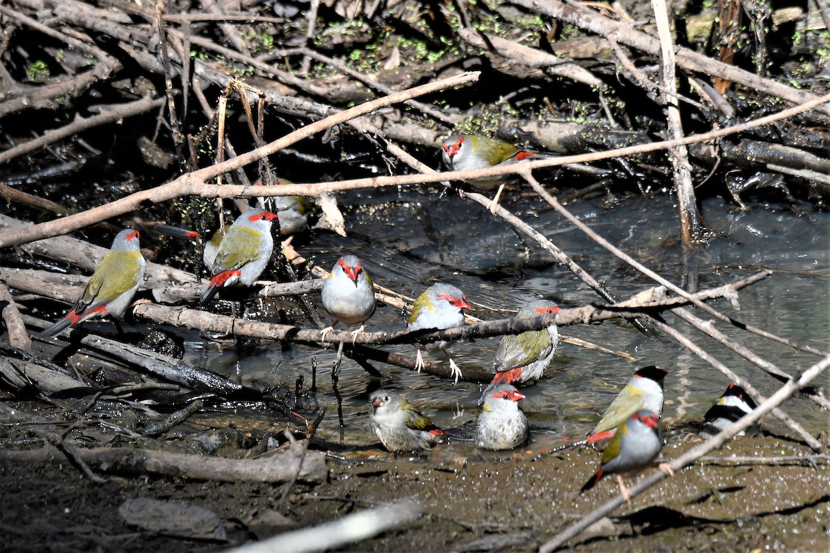 Red-browed Firetail - ML153912311