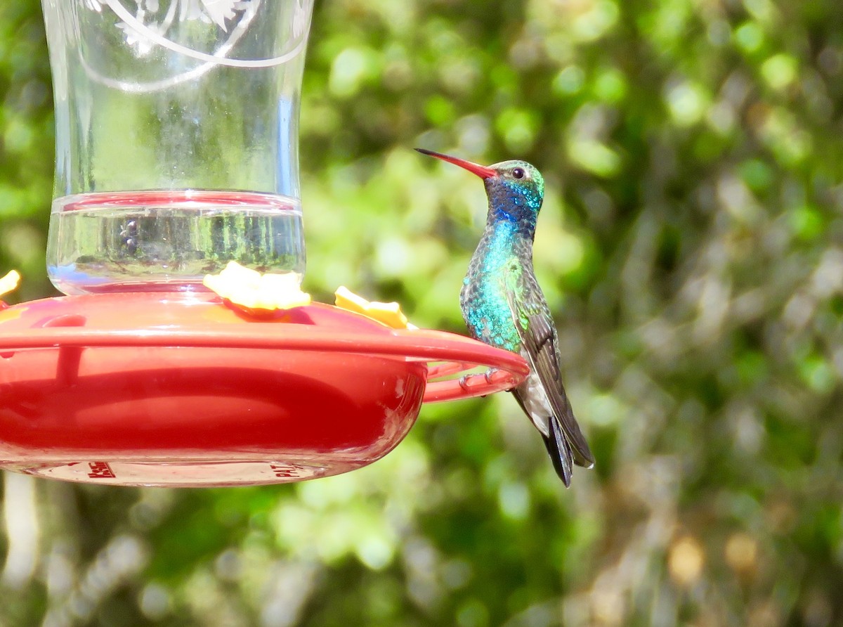kolibřík širokozobý - ML153912321