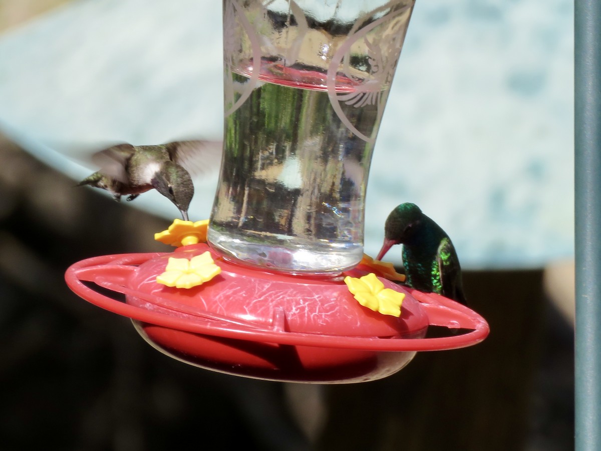 Broad-billed Hummingbird - Linda Parlee-Chowns