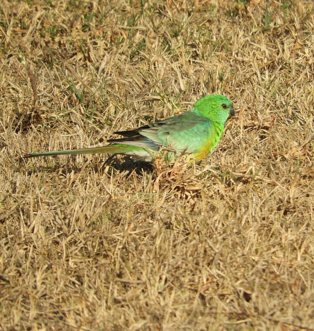 Red-rumped Parrot - ML153912431