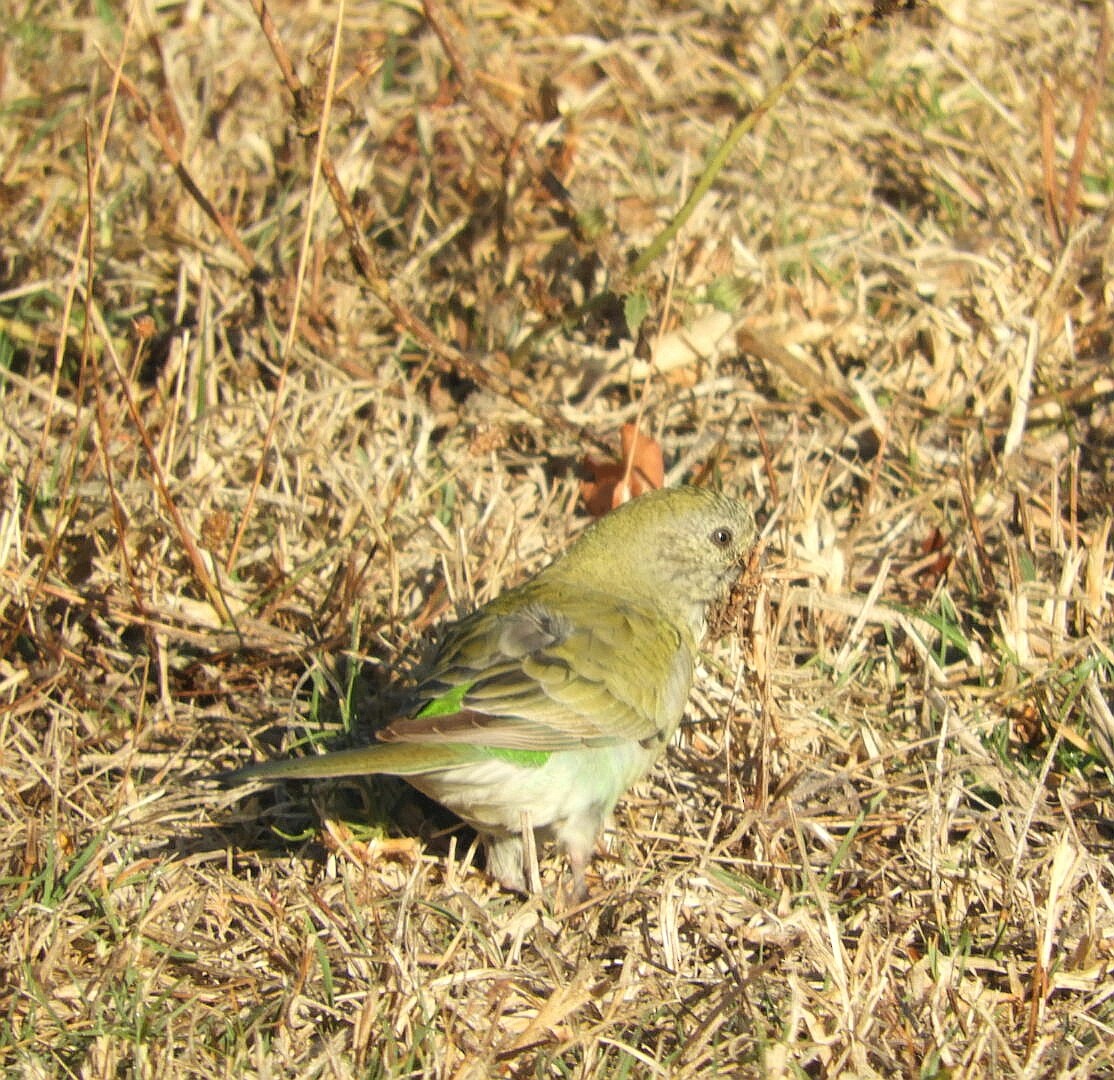 Red-rumped Parrot - ML153912441