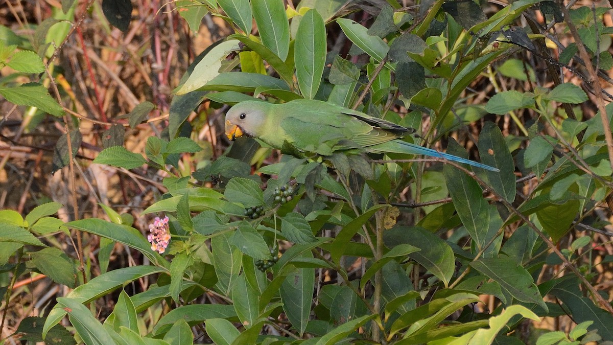 Plum-headed Parakeet - ML153912461