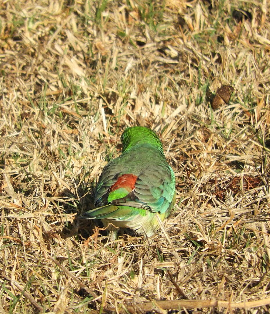 Red-rumped Parrot - ML153912471