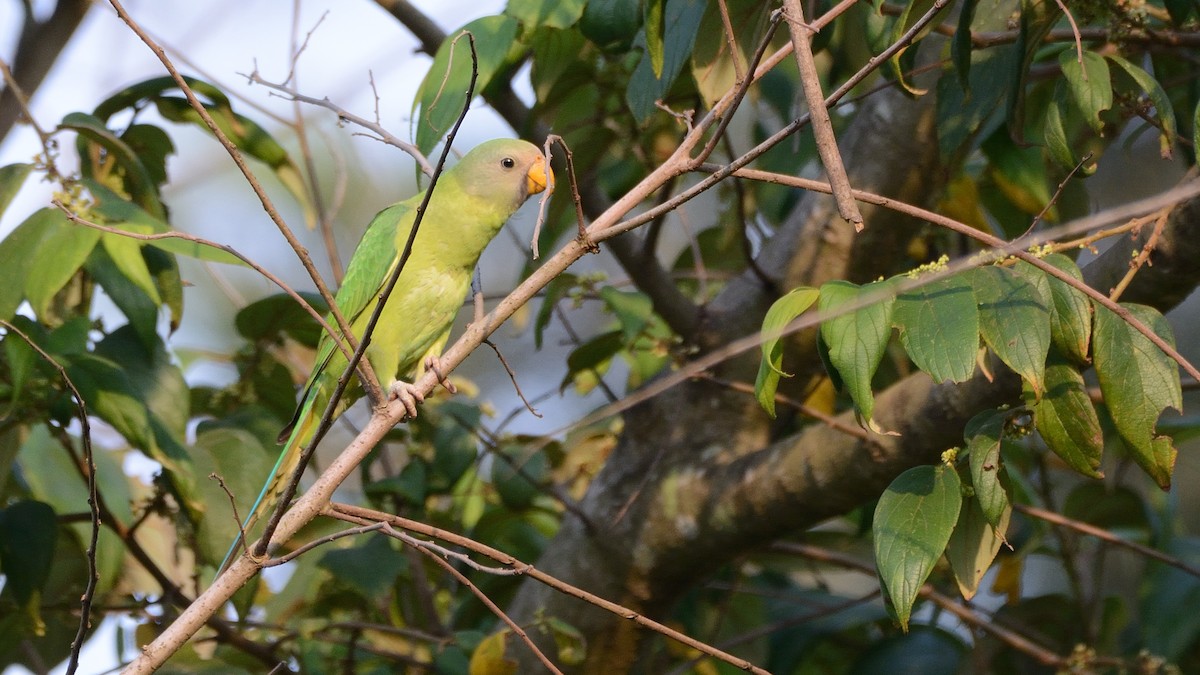 Plum-headed Parakeet - Sanjay Malik