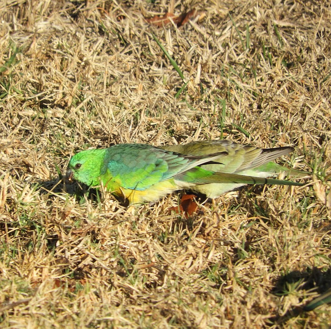Red-rumped Parrot - ML153912501