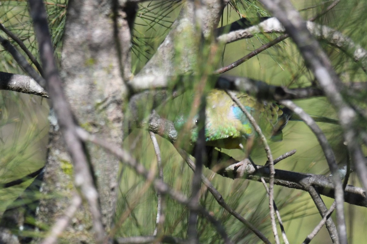 Red-rumped Parrot - ML153912511