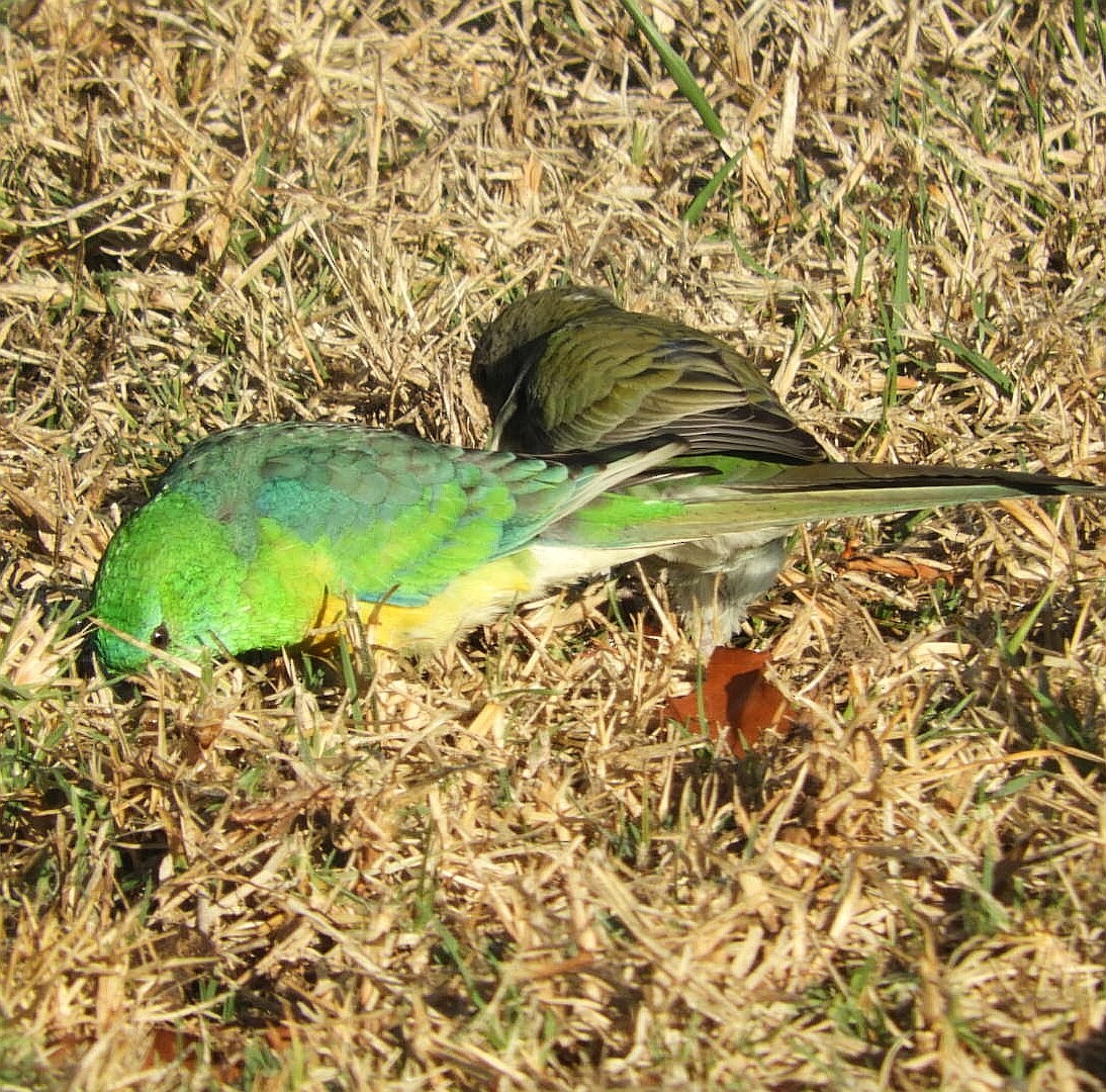 Red-rumped Parrot - ML153912541