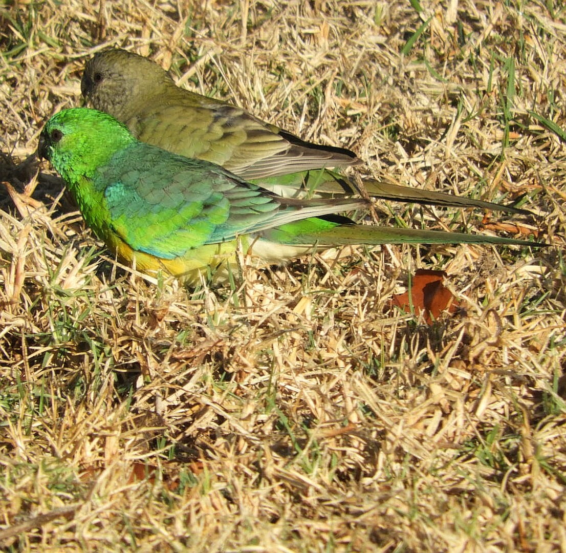 Red-rumped Parrot - ML153912561