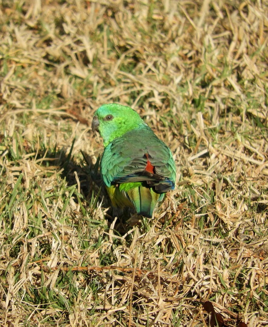 Red-rumped Parrot - ML153912591