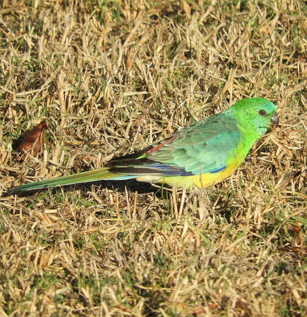Red-rumped Parrot - ML153912641