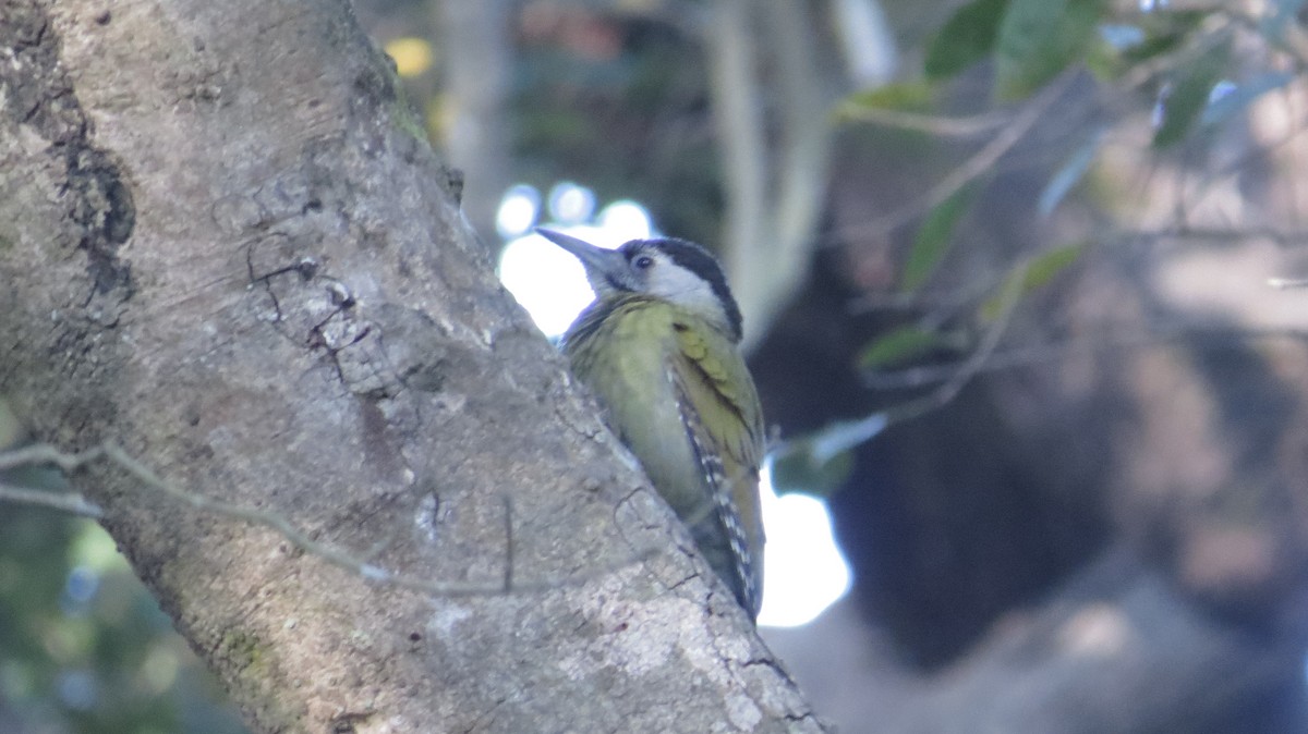 Gray-headed Woodpecker - ML153912741