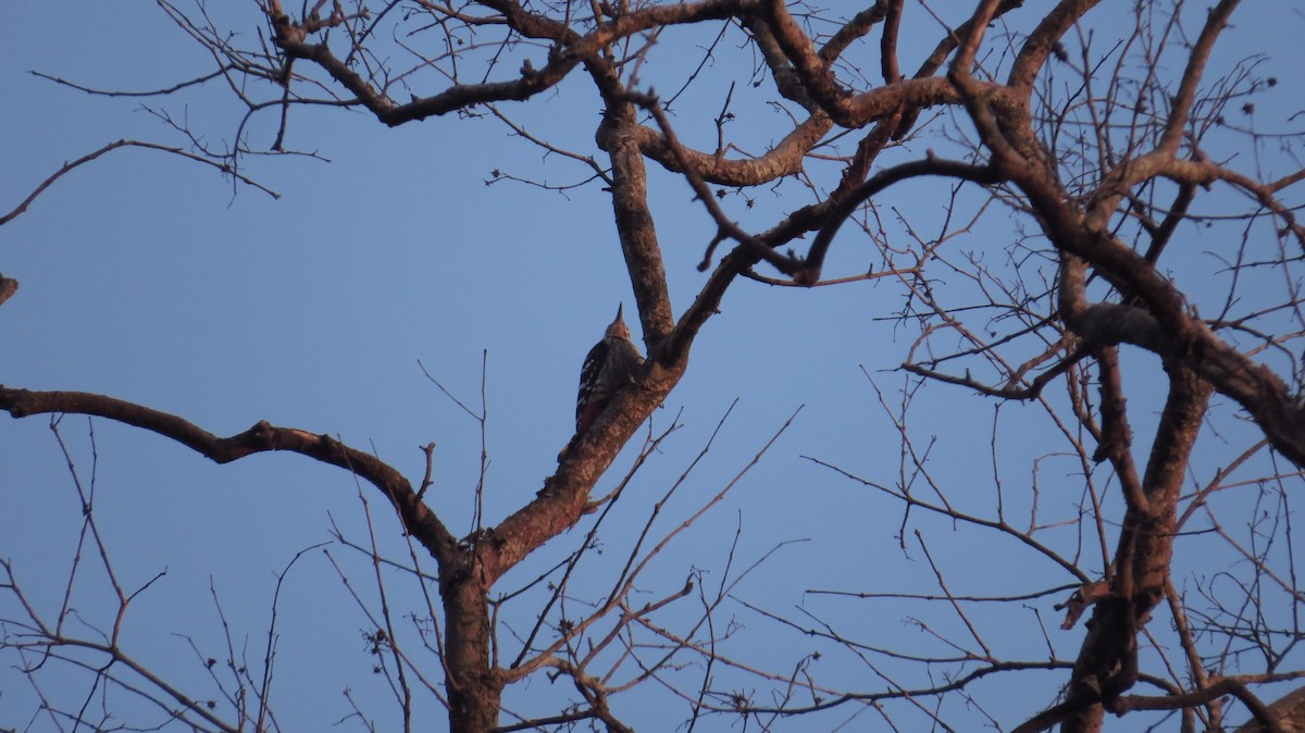 Gray-capped Pygmy Woodpecker - Shuvendu Das