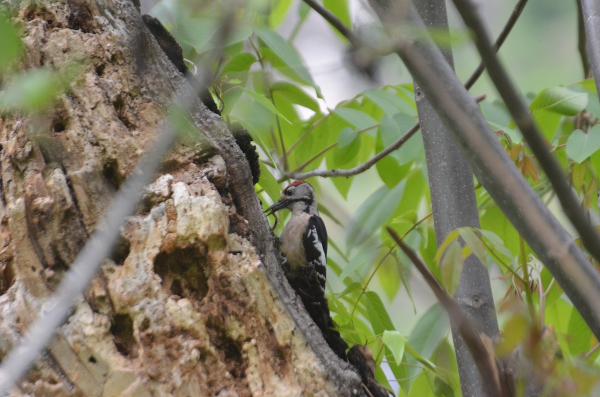 Himalayan Woodpecker - ML153912781