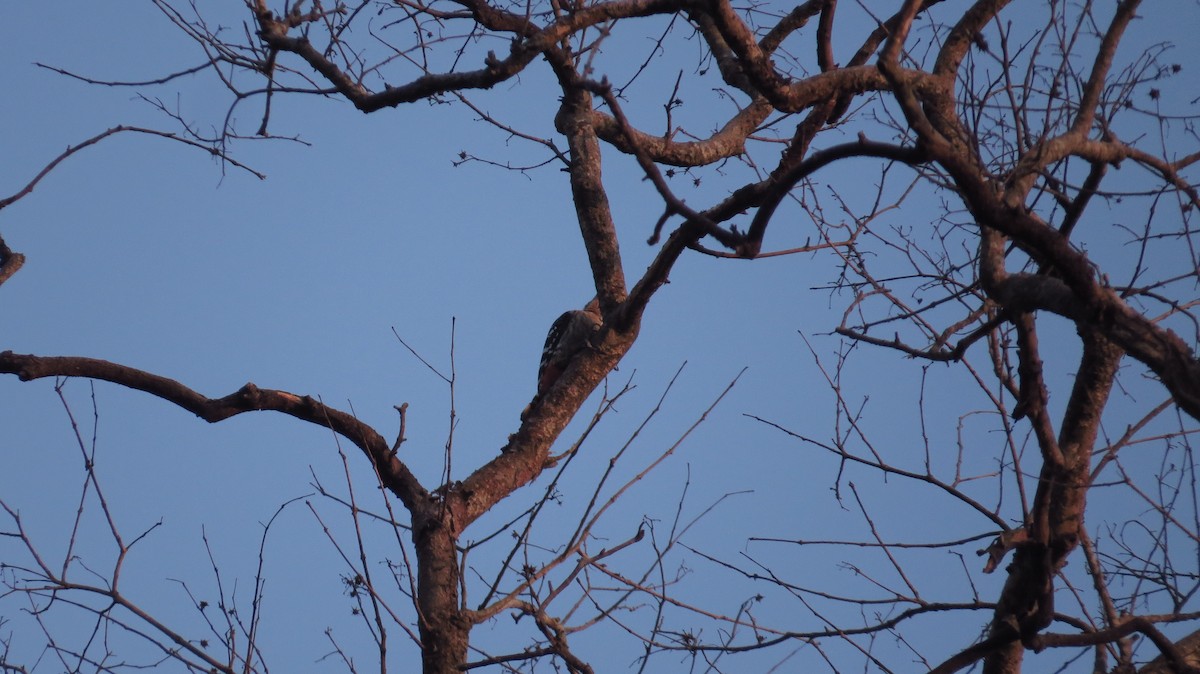 Gray-capped Pygmy Woodpecker - Shuvendu Das