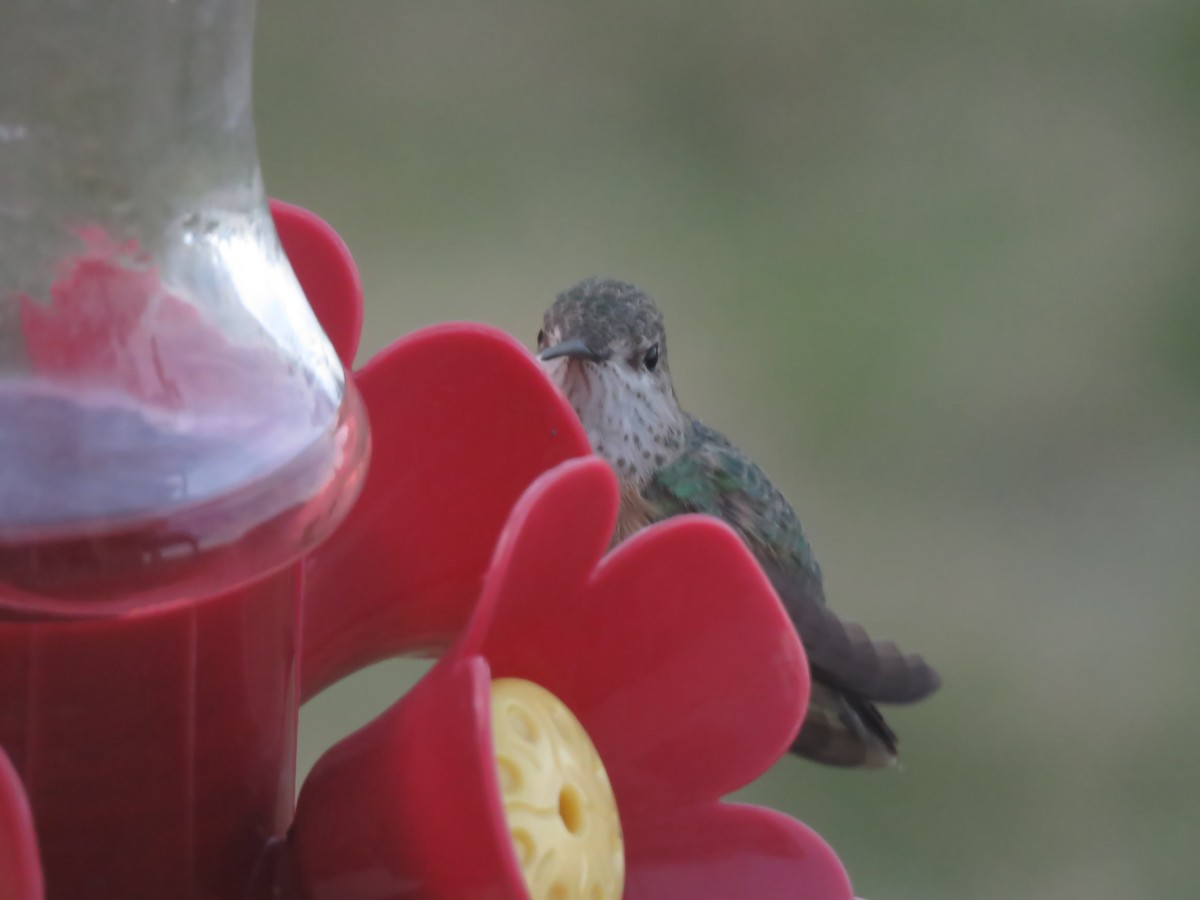 Rufous Hummingbird - ML153912801