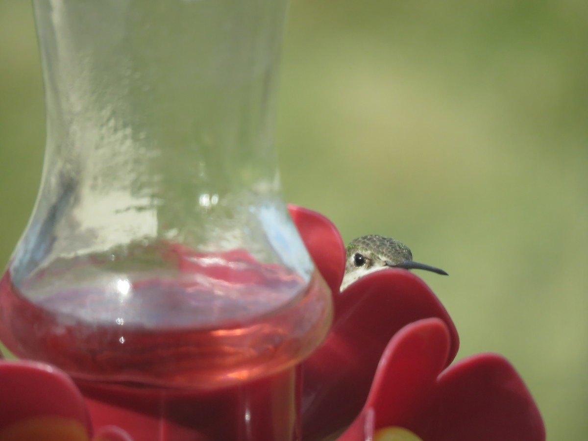Calliope Hummingbird - Curtis Mahon