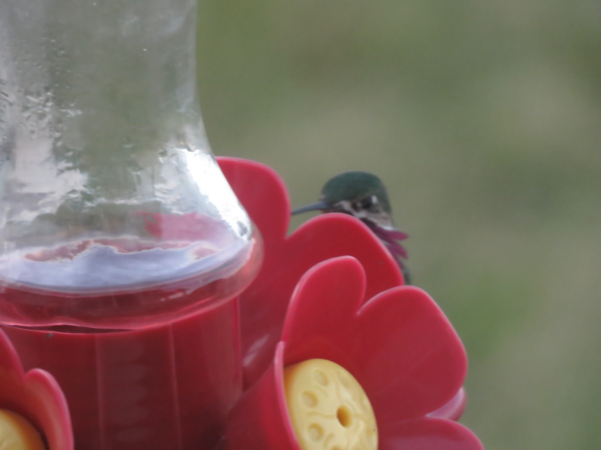 Calliope Hummingbird - ML153912891