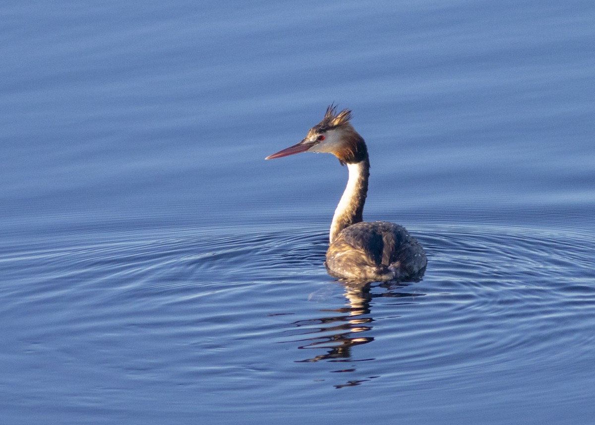 Great Crested Grebe - Stephen Murray