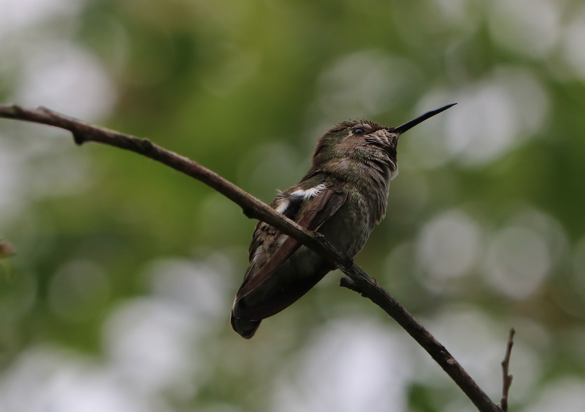 Anna's Hummingbird - Lisa Manzi