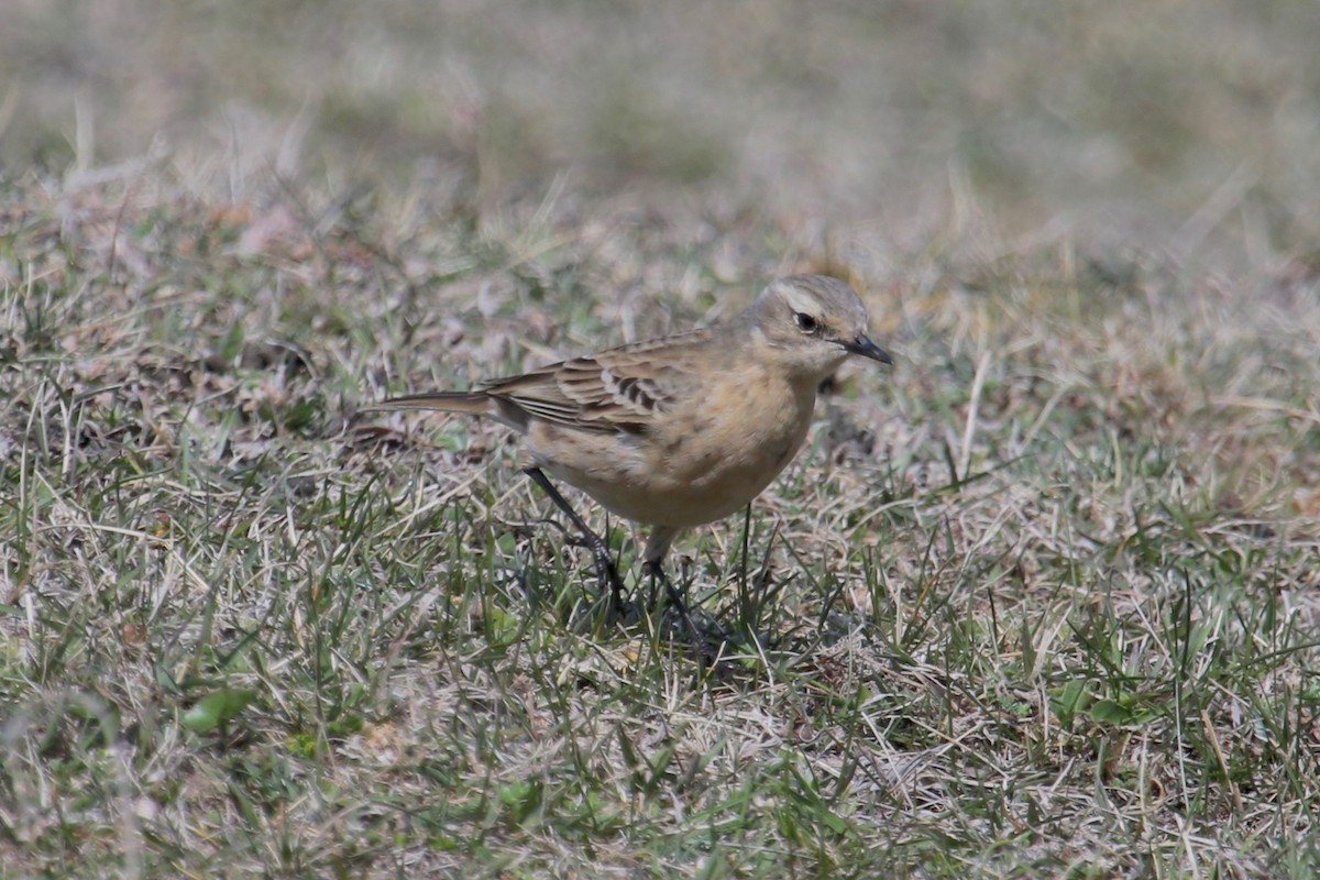 Water Pipit - ML153921371