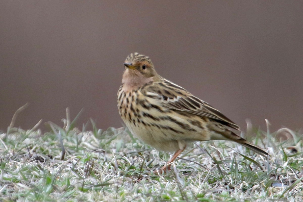 Red-throated Pipit - ML153921381