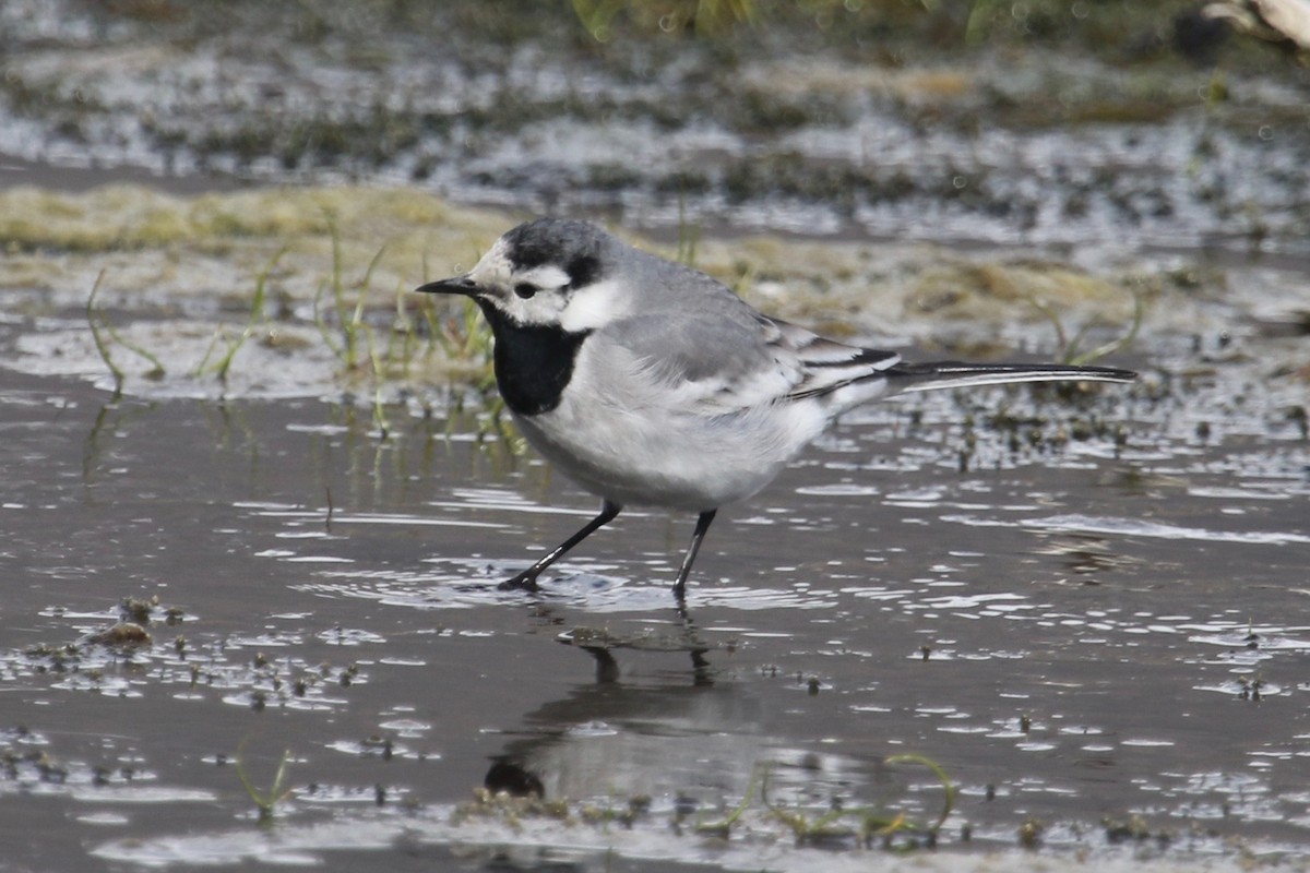 White Wagtail (White-faced) - ML153922561