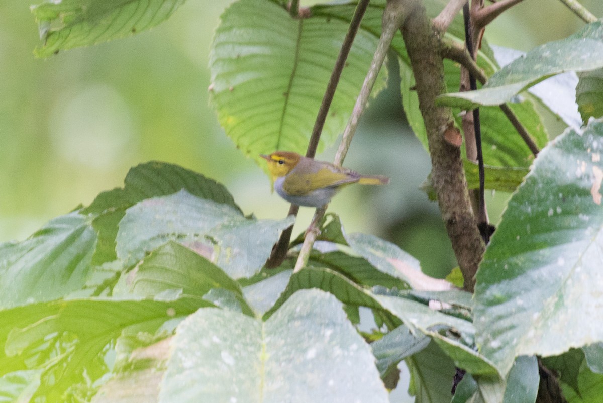 Yellow-throated Woodland-Warbler - John C. Mittermeier