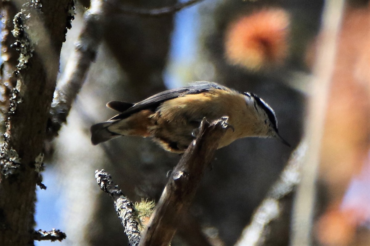 Red-breasted Nuthatch - ML153924711