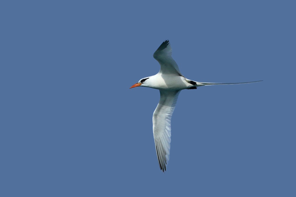 White-tailed Tropicbird - Volker Hesse
