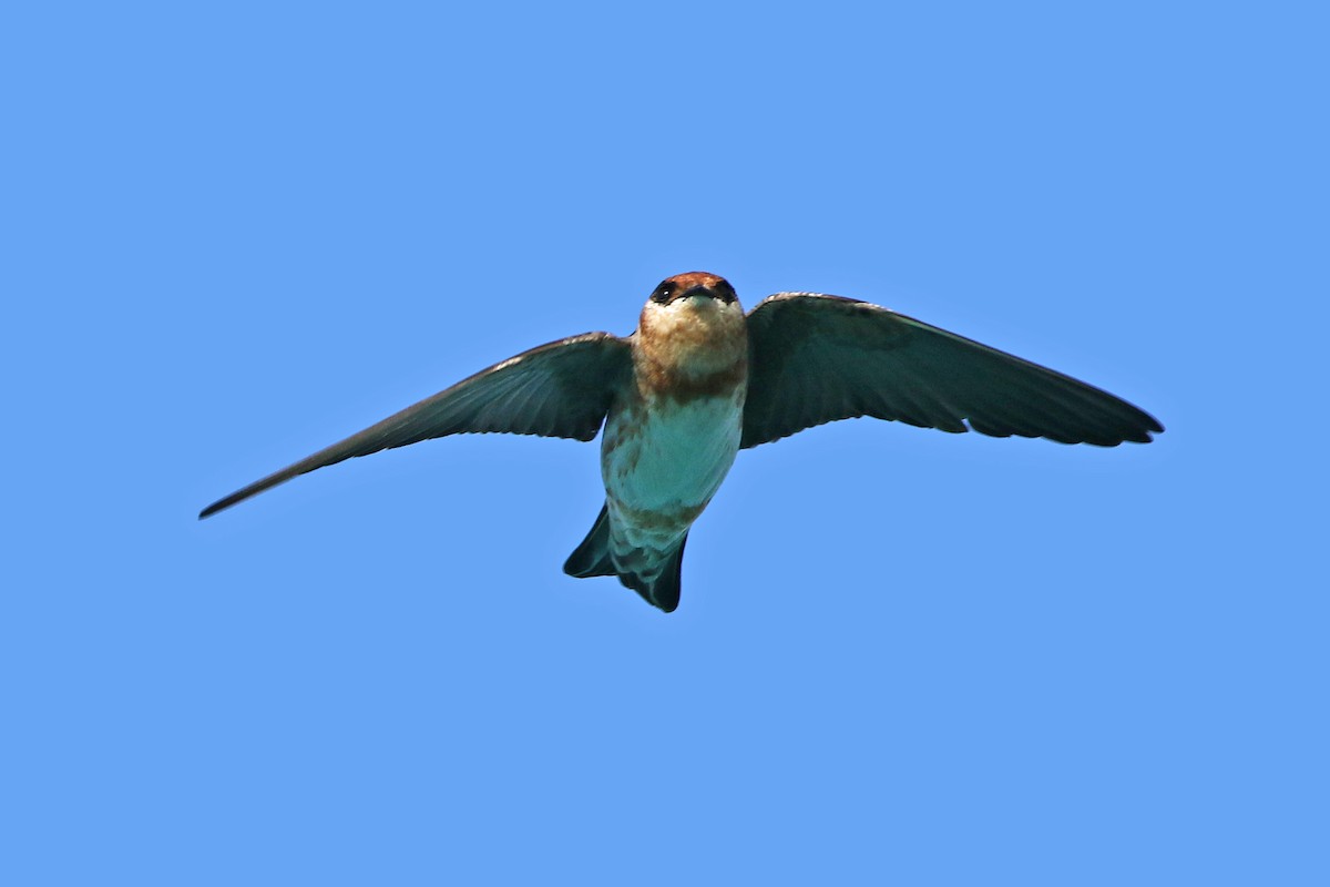 Cave Swallow - ML153924811