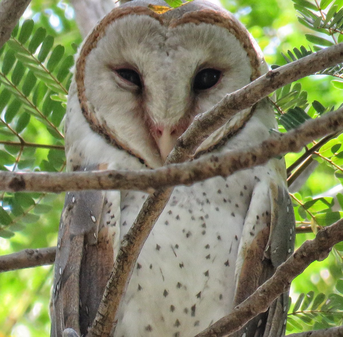 Barn Owl - Santharam V