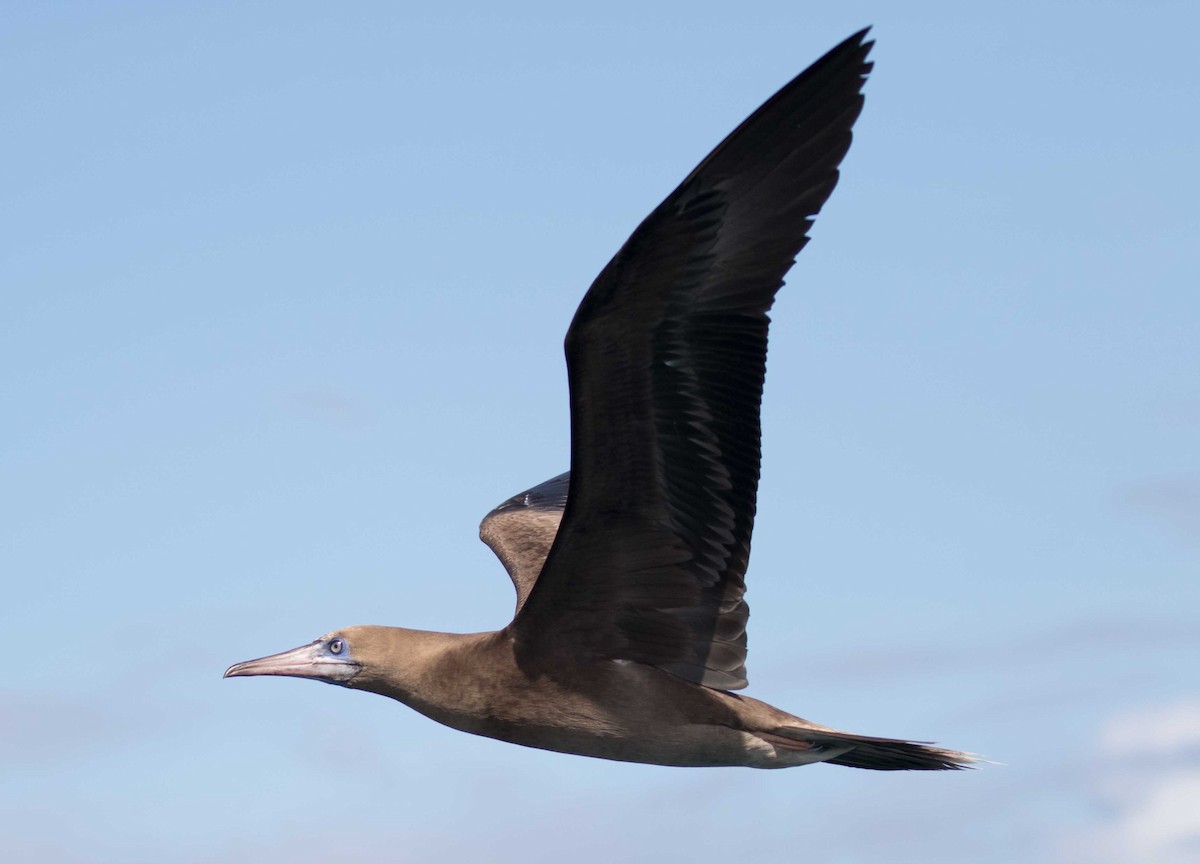 Red-footed Booby - ML153926501