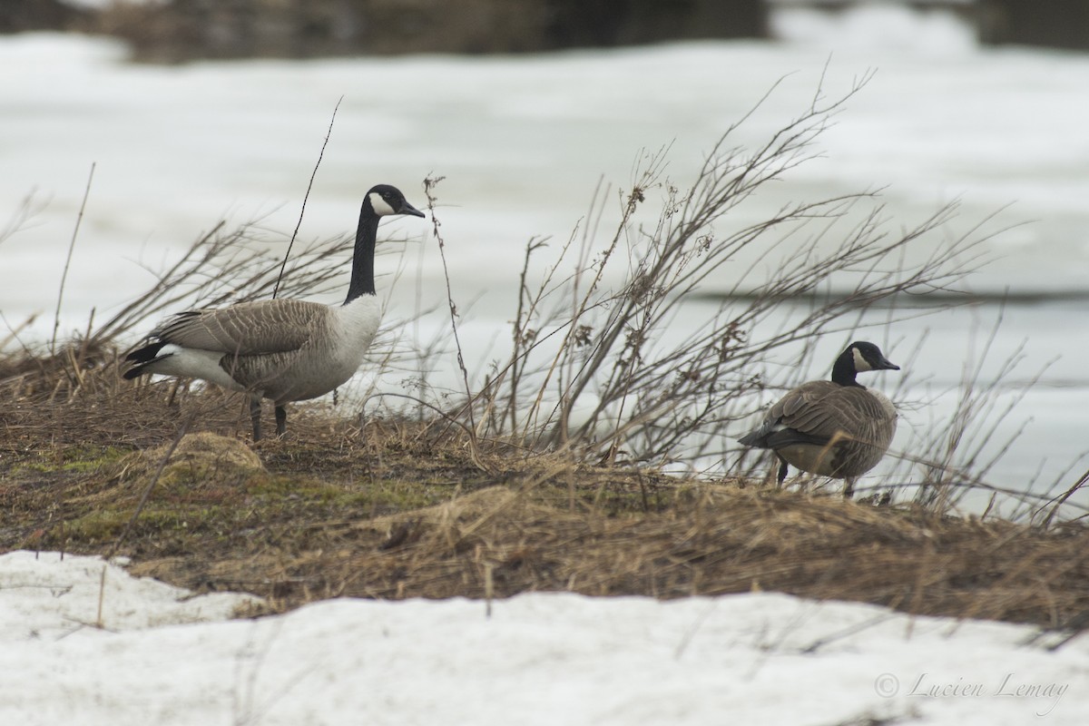 Canada Goose - Lucien Lemay