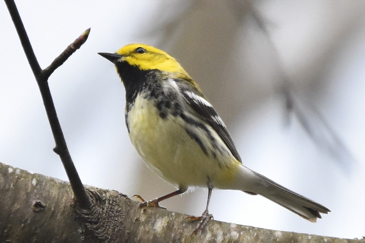 Black-throated Green Warbler - Timothy Carstens