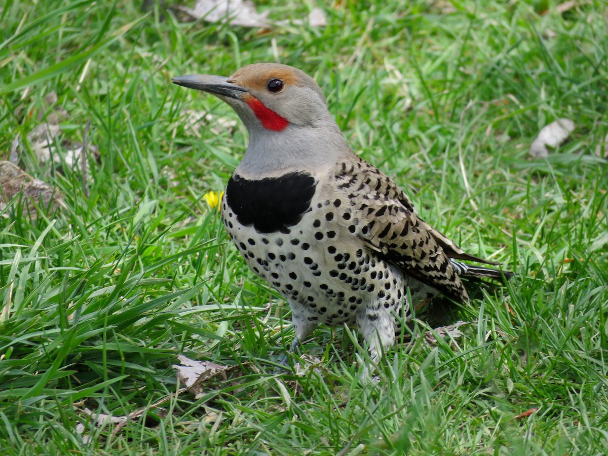Northern Flicker (Red-shafted) - ML153928901